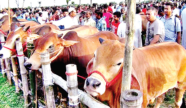 ঢাকা উত্তরে ৯ পশুর হাট