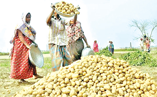 দিনাজপুরে আগাম জাতের আলুর বাম্পার ফলন