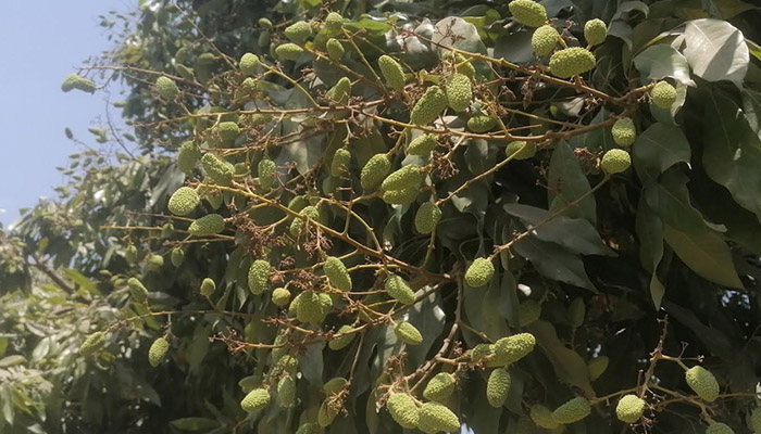 দিনাজপুরে তাপপ্রবাহে ঝরে পড়ছে লিচুর গুটি, দুশ্চিন্তায় চাষিরা 