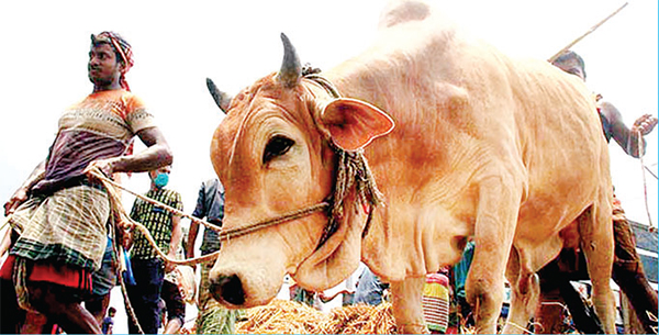 কোরবানিতে ১ কোটি ৩০ লাখ গবাদিপশুর জোগান দেওয়া হবে