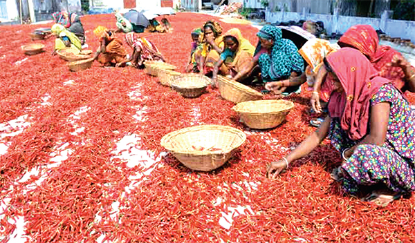 চরে লাল মরিচে কৃষকের হাসি