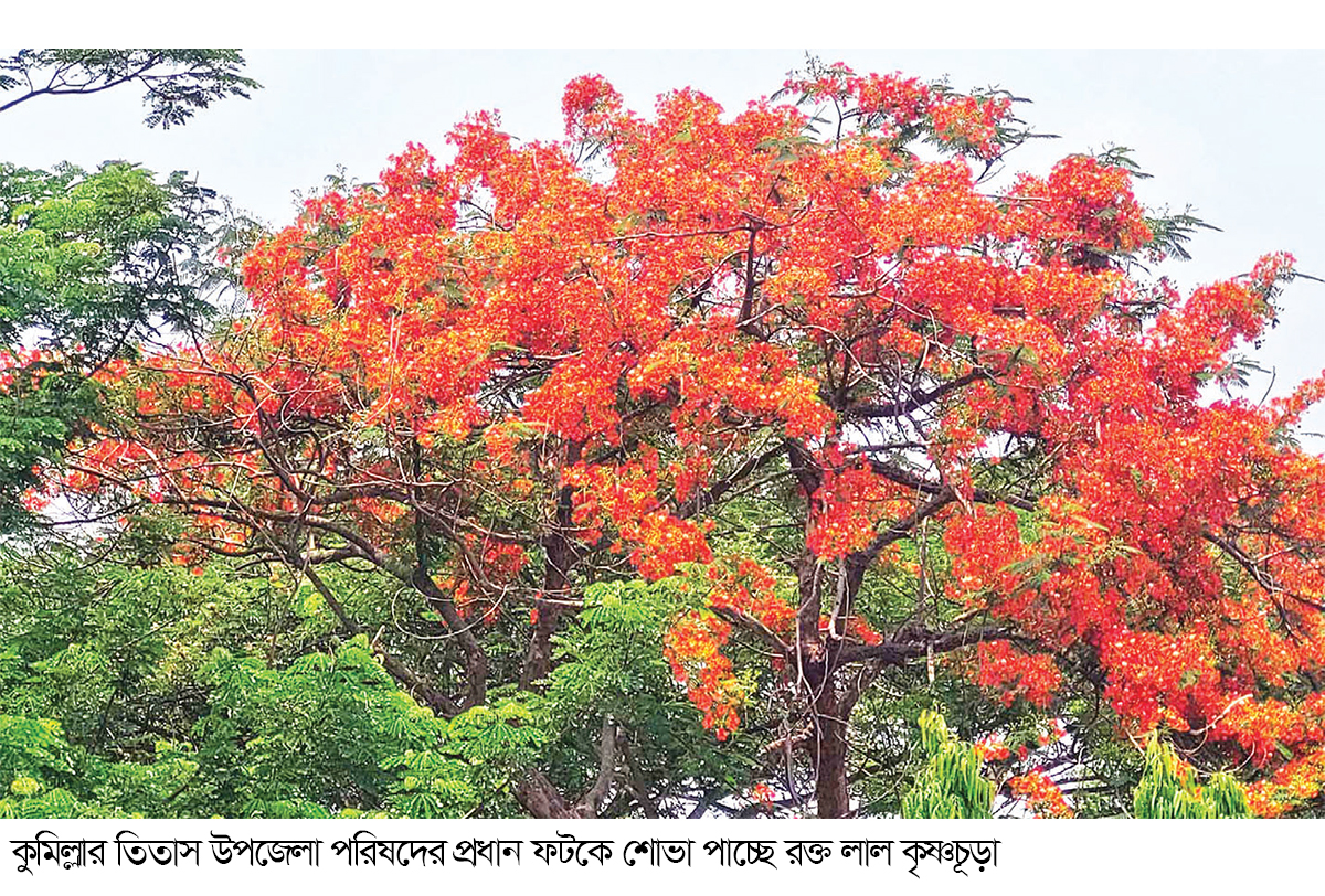 তিতাসে প্রকৃতির রাণী কৃষ্ণচূড়া