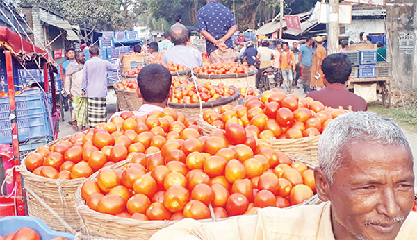 দিনাজপুরে গ্রীষ্মকালীন টমেটোর বাজারে ধস