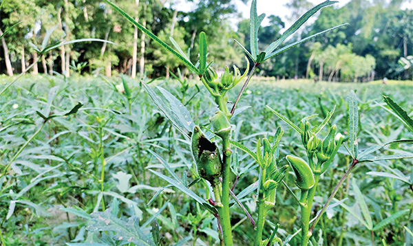 টাঙ্গাইলে সবজি খেতে পোকার আক্রমণ