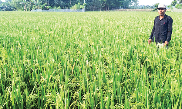 নকলায় সোনালি ধানের শীষ দেখে কৃষকের হাসি