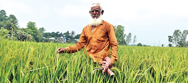 বোরো ধানে হিটশকের শঙ্কায় সাটুরিয়ার কৃষক