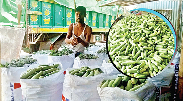 গাইবান্ধায় শসার দাম কম আবাদ বেশি