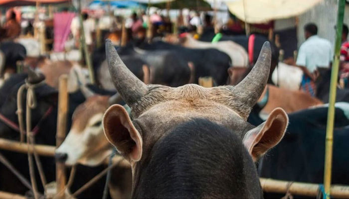 রাজধানীর ২২ স্থানে বসবে কোরবানির পশুর হাট