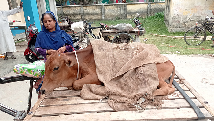 ঈদের আগে ফুলবাড়ীতে লাম্পি স্কিন রোগের হানা