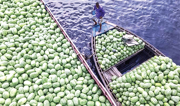 বাগেরহাটে তরমুজের বাম্পার ফলন