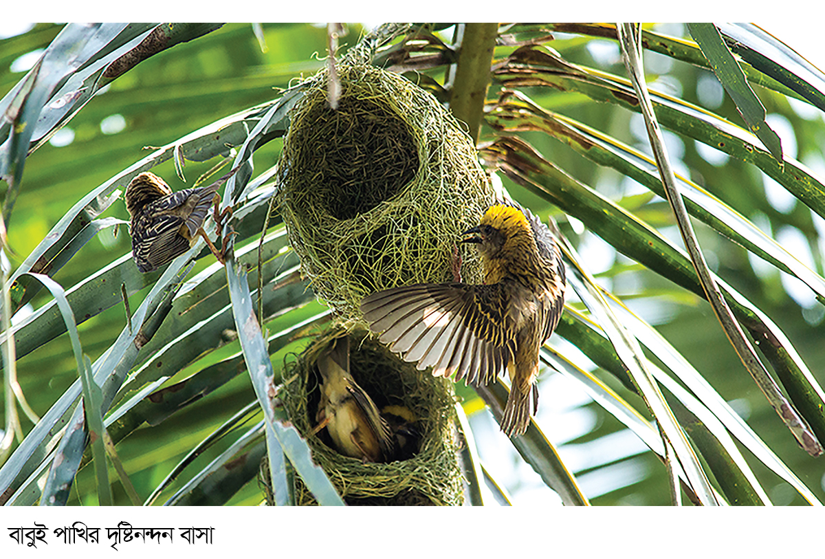 হারিয়ে যাচ্ছে প্রকৃতির নিপুণ কারিগর বাবুই পাখি