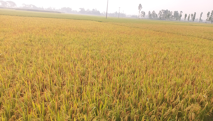 রংপুর অঞ্চলে বোরো ধানের বাম্পার ফলন