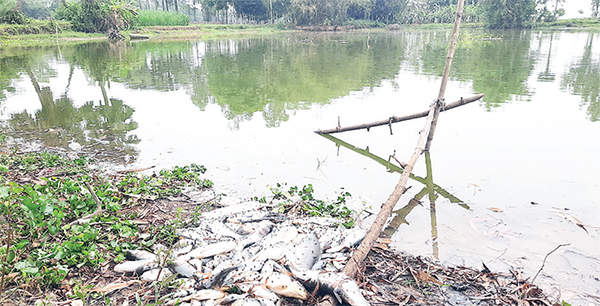 আদমদীঘিতে পুকুরে বিষ দিয়ে মাছ নিধন