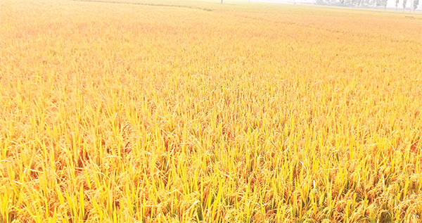 রংপুর অঞ্চলে বোরো ধানের ফলনে খুশি কৃষক