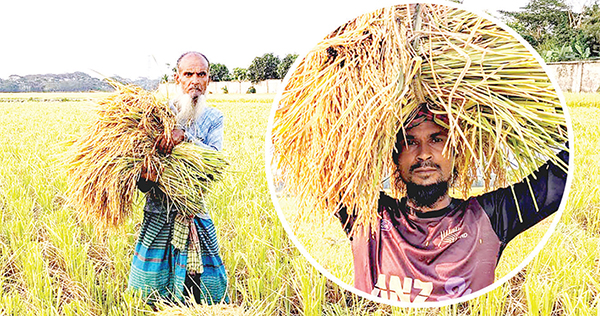 দক্ষিণাঞ্চলের বোরো চাষিদের মাথায় হাত