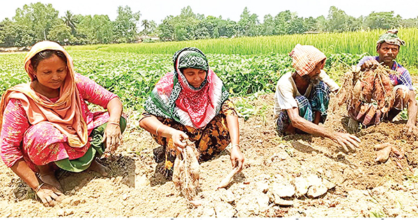 বগুড়া চরাঞ্চলের কৃষকরা ঝুঁকছেন ‘জাপানি মিষ্টি আলু’ চাষে