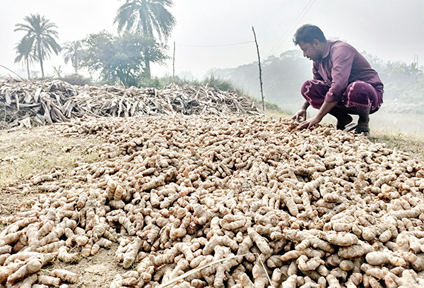 পাহাড়ে হলুদ চাষে ভাগ্যবদলের আশা