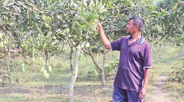 নওগাঁর আম বাজারে আসবে ২২ মে