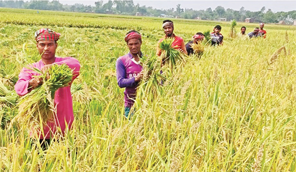 দিনাজপুরে ভালো ফলনেও হাসি নেই কৃষকের মুখে