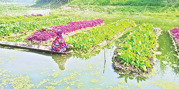 কেশবপুরে নদের বুকে ভাসমান বেডে সবজি চাষ