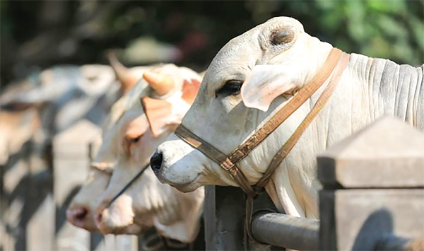 যশোরে চাহিদার তুলনায় ৩০ হাজার কোরবানির পশু বেশি