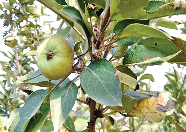 বীরগঞ্জে আপেল চাষে সফল ইমরুল আহসান