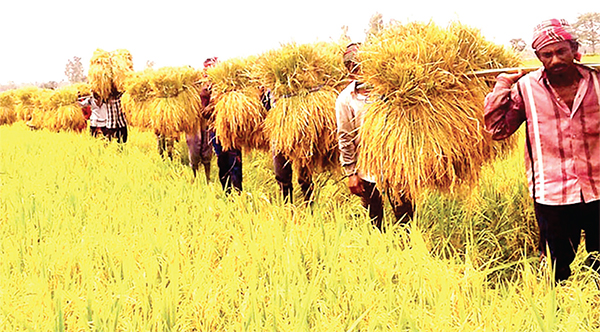 বোরো ধানে ভরে উঠছে কৃষকের গোলা