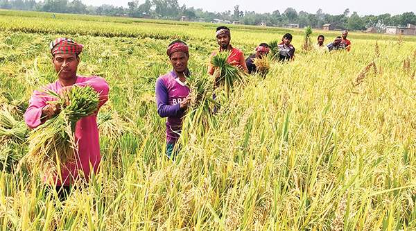 বোরোর ভালো ফলনেও হাসি নেই কৃষকের মুখে