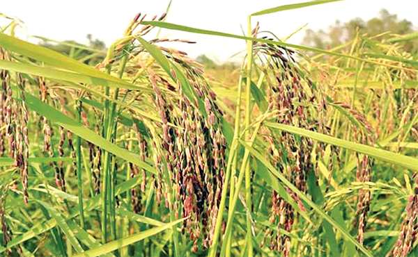 যশোরে কালো ধান চাষে সফলতা