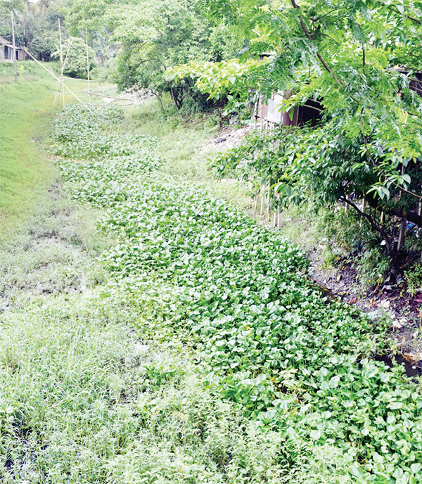 শ্রীনগর তালতলা খালের দুইপাড় দখলের মহোৎসব