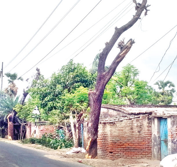 বন্ধ হয়ে গেছে মরা গাছ অপসারণ কার্যক্রম