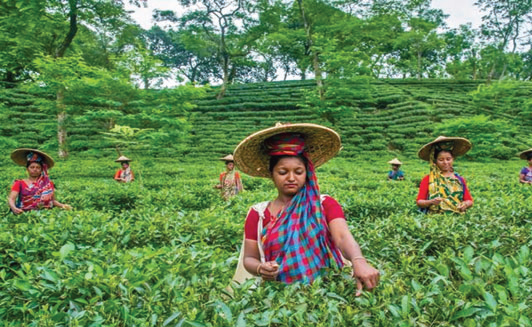 আজ রক্তে ভেজা চা শ্রমিক দিবস