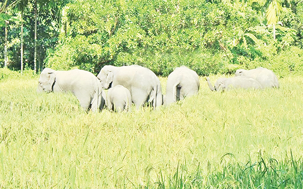 নালিতাবাড়িতে হাতির তাণ্ডব আতঙ্কে রাত কাটছে নির্ঘুম