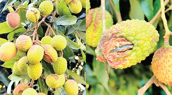 শঙ্কায় ঠাকুরগাঁওয়ের লিচ চাষিরা