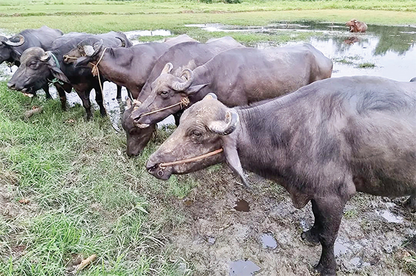 ফেনীতে কোরবানির জন্য প্রস্তুত ৯০ হাজার পশু