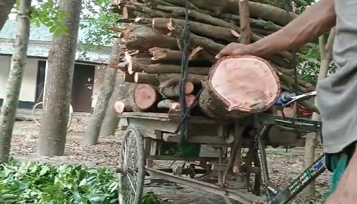 নিলাম কমিটির সভা অনুষ্ঠিত হওয়ার পূর্বেই সরকারি গাছ বিক্রি 