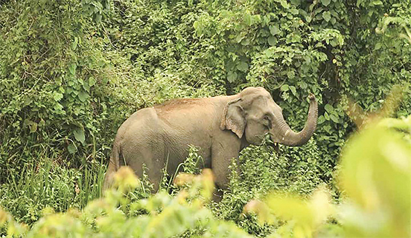 বন ছেড়ে অসুস্থ হাতি লোকালয়ে