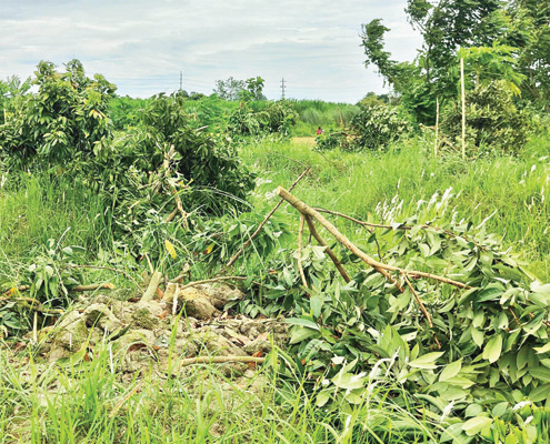 নির্বাচনি প্রতিহিংসার বলি শতাধিক ফলদ গাছ