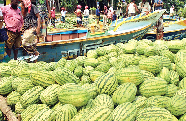 প্রতি হাটে দেড় কোটি টাকার তরমুজ বিক্রি