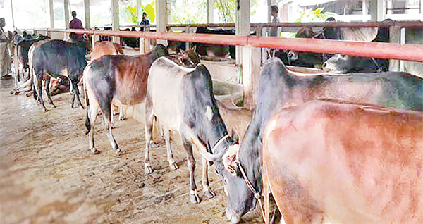 রংপুর বিভাগে কোরবানির পশু প্রস্তুত