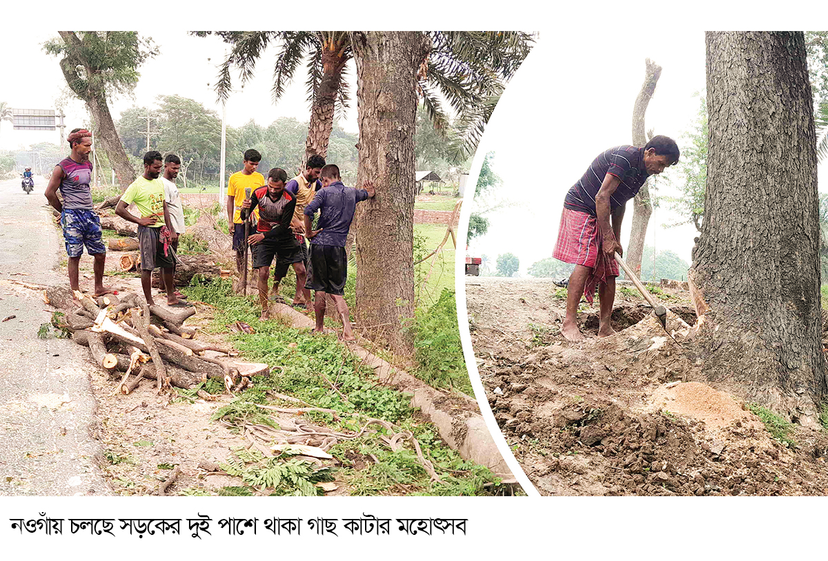 সড়ক উন্নয়নের নামে গাছ কাটার মহোৎসব