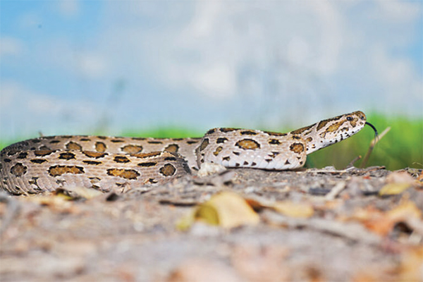 গোয়ালন্দে রাসেলস ভাইপার আতঙ্ক