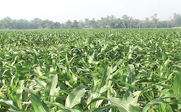 কর্ণফুলীর বালুচরে সবুজের বিপ্লব