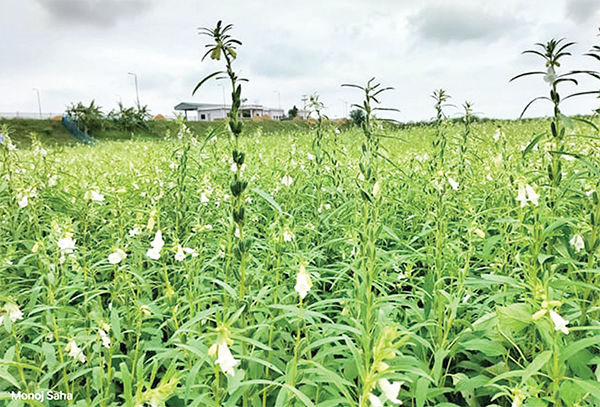 গোপালগঞ্জে বিনাতিল-২ এর বাম্পার ফলনের প্রত্যাশা