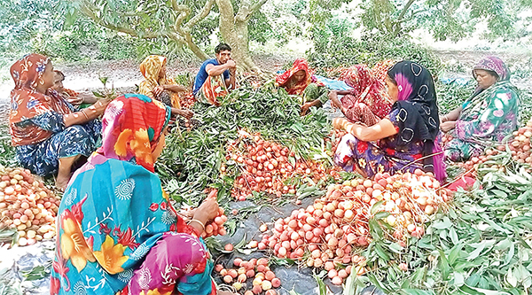 শিলাবৃষ্টি ও খরায় লিচুর ফলন কম