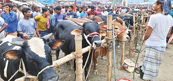 পাবনায় চাহিদার দ্বিগুণ কোরবানির পশু প্রস্তুত