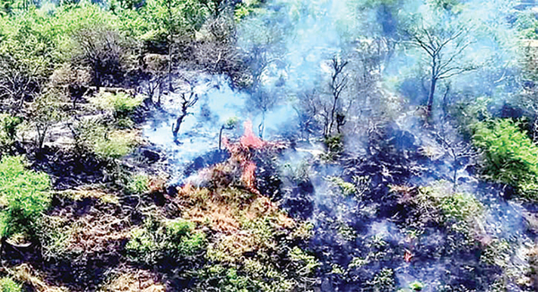 কাশ্মীরের বনাঞ্চলে দাবানল বিস্ফোরিত হচ্ছে ল্যান্ডমাইন