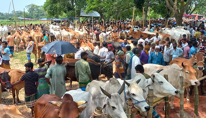 কোরবানির পশুর হাটে মৌসুমী ব্যাপারীরা হচ্ছেন ক্রেতা