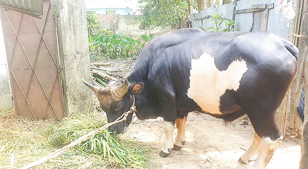 কোরবানিতে সৌখিনদের পছন্দ ‘গয়াল’