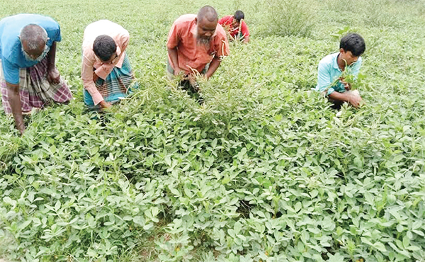 নীলফামারীতে বাদাম চাষে বাড়ছে কৃষকের আগ্রহ